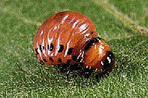 Колорадски бръмбар