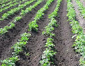 Pestované zemiakové pole