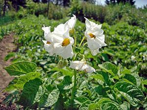 Potato flowering period