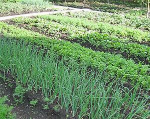 Planificarea grădinii de legume
