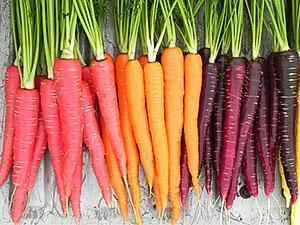 Fruits de carotte de différentes couleurs
