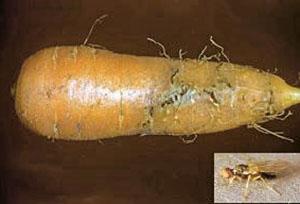 Carrot fly affected vegetable