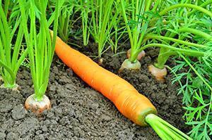 Planting carrots in the country