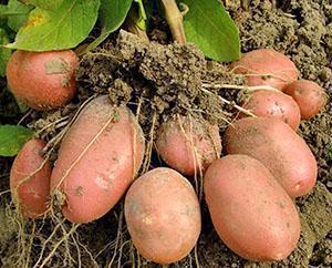 Récolter des pommes de terre précoces