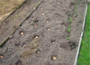 Schemat sadzenia ziemniaków