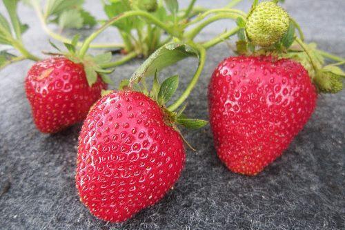 sprig of strawberries