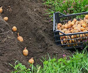 Trench planting of potatoes