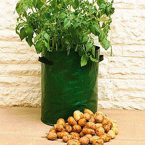 Harvest potatoes in a bag