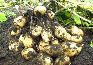 Outdoor potato harvest