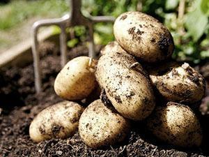 Zbiory ziemniaków