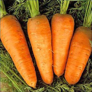 Raccolto di carote negli Urali