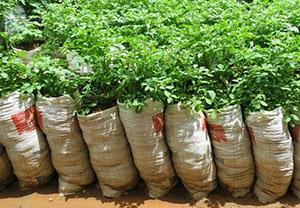Potato growing conditions