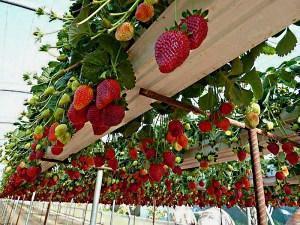 vertikaler Anbau von Erdbeeren
