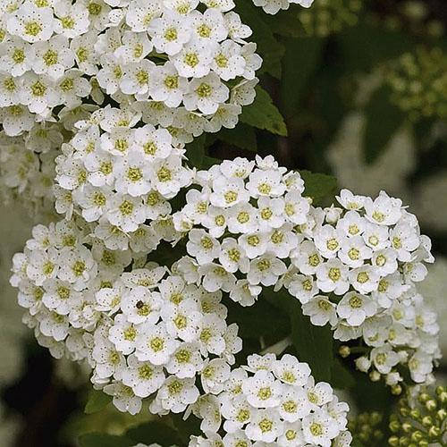 ช่อดอก Vangutta สีขาวราวกับหิมะ
