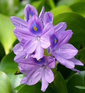 Vodní hyacint květ