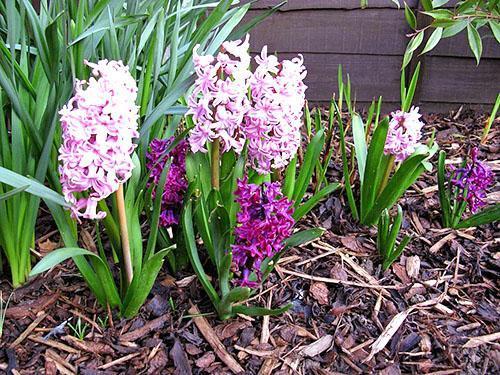 Blooming hyacinths in the garden