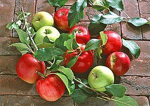 Duas variedades de maçãs em uma árvore
