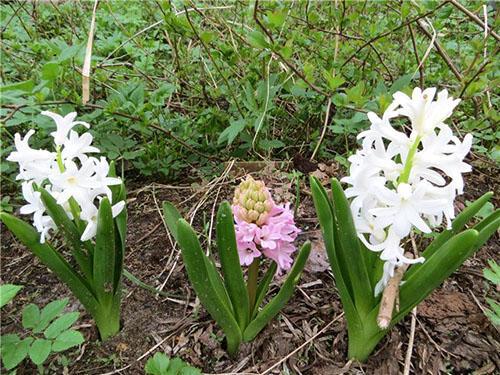 Hyacinths in the country