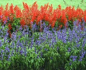 Salvia flower bed