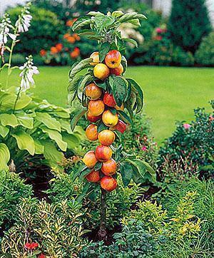 Sloupová jabloň ve vaší zahradě