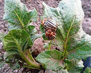 Colorado potato beetle on a potato bush