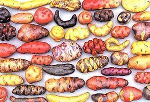 Die jahrhundertealte Geschichte der Kartoffeln