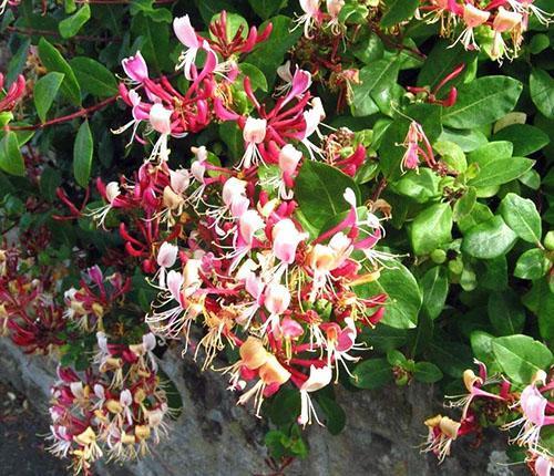 Abundant flowering of honeysuckle in a sunny place