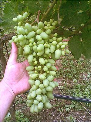 Mielenie jajnika winogron