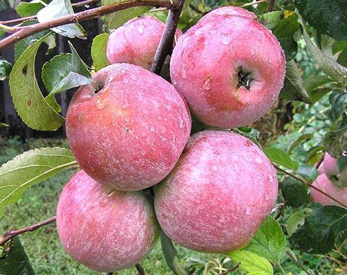 Door de regen gewassen appels van Medunitsa