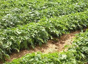 Optimal planteringstid för potatis