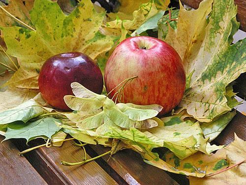 Podzimní odrůdy jablek