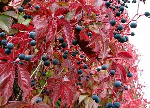Herbstansicht von mädchenhaften Trauben