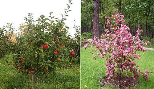 The difference between dwarf apple trees and columnar