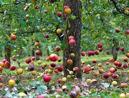 Jablka padají z neudržovaných stromů