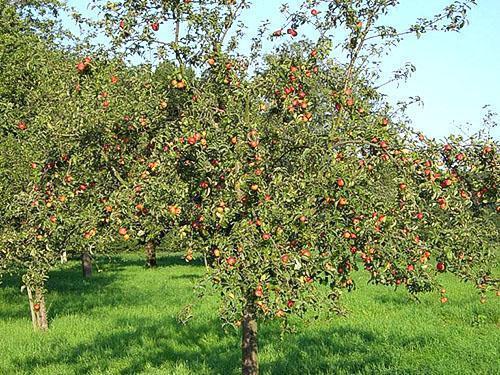 Vruchtdragende appelboomgaard