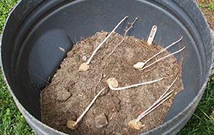 Knollen planten in een vat