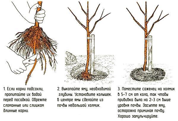 Planting a seedling with an open root system