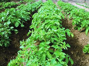 Potato planting protected from the Colorado potato beetle