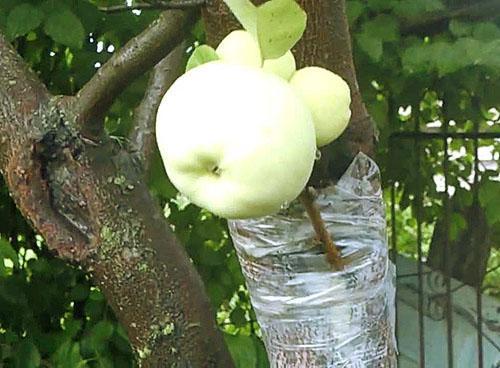 Innesto di meli in estate