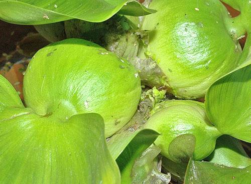 Lush Rosette of Water Hyacinth