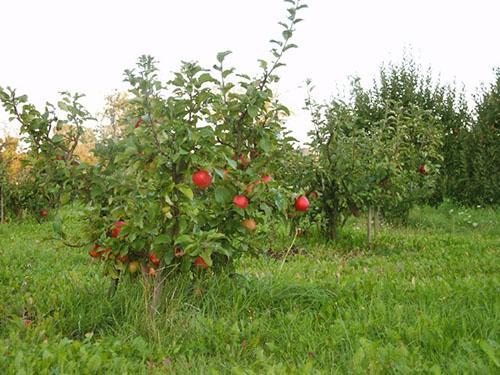 Dwarf apple garden