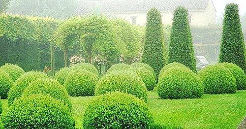 Boxwood in the landscape