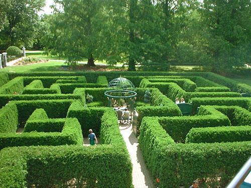 Labyrinthes de buis d'un grand nombre de buissons