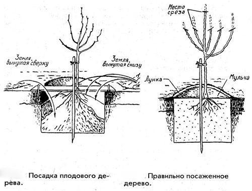 Схема на засаждане и подрязване на ябълково дърво