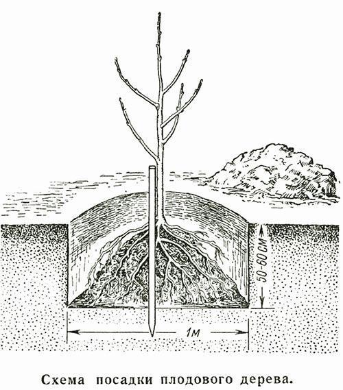 Схема за засаждане на овощни дървета