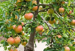 Aşılı bir elma ağacında hasat