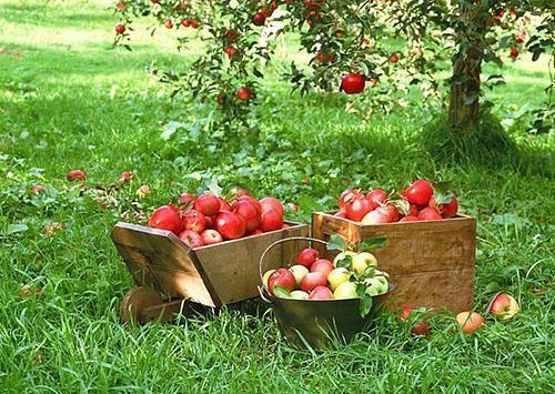 Zbiór wczesnych jabłek