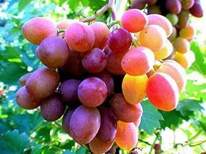 Grape harvest in central Russia