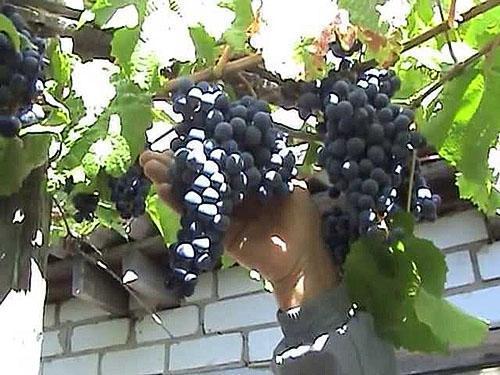 Gezonde druiven