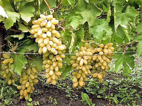 Užaugintos geros vynuogės